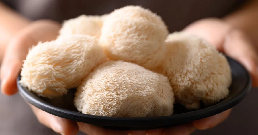 Lion's Mane en poudre dans un bol blanc